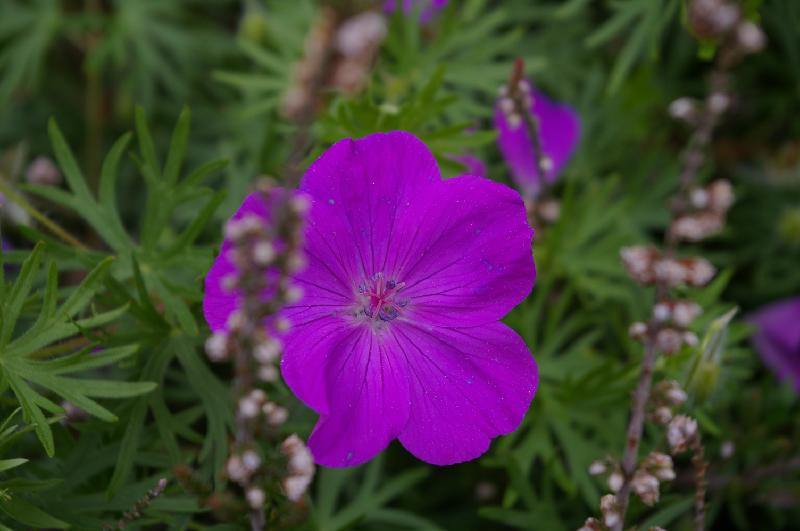 IMGP1730.JPG - Halte spirituelle à Gueberschwihr - mai 2008